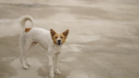 dog sitting on a concrete surface