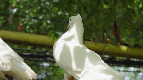 white fantail pigeon perched in natural setting with greenery in the background, shallow depth of field