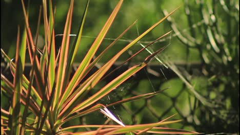 colorful plant leaves with spider web