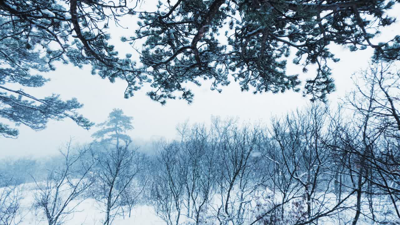 A static cinematic shot of a snowy forest path during a winter blizzard. Minimalist white aesthetic with mist and fog, providing ample copy space for text