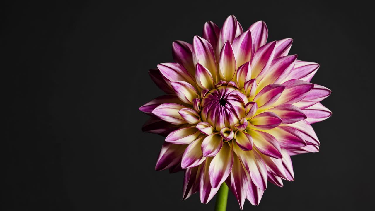 Close-up video of a vibrant dahlia flower against a dark background, captured from a front angle
