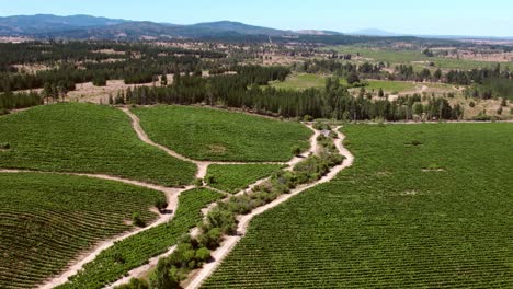 aerial establishing shot of the large vineyards in the maule valley, chile