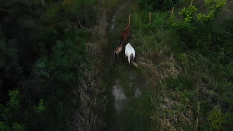 horses graze on green grass field surround by trees, aerial drone shot