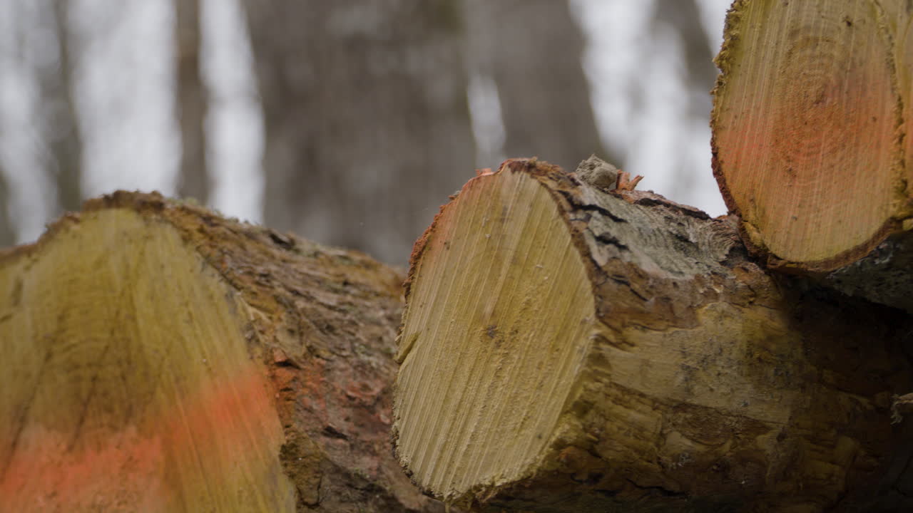 Felled tree logs marked and stacked in woods for timber industry
