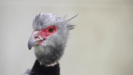 close-up of southern screamer  turning its head