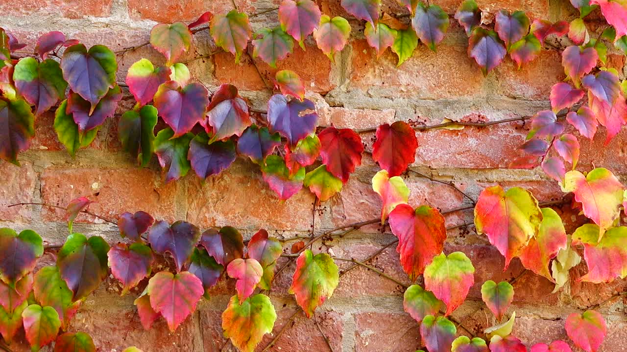Edera sul muro di mattoni della casa. Riprese in autunno