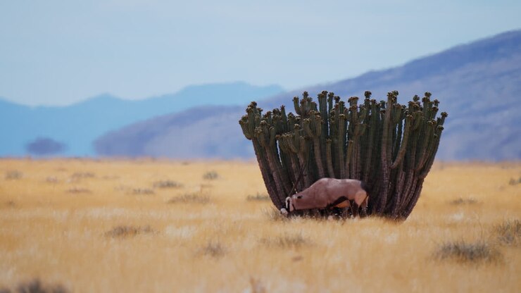 Oryx in the African Desert