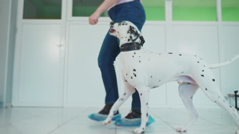 dalmatian dog training session with a person