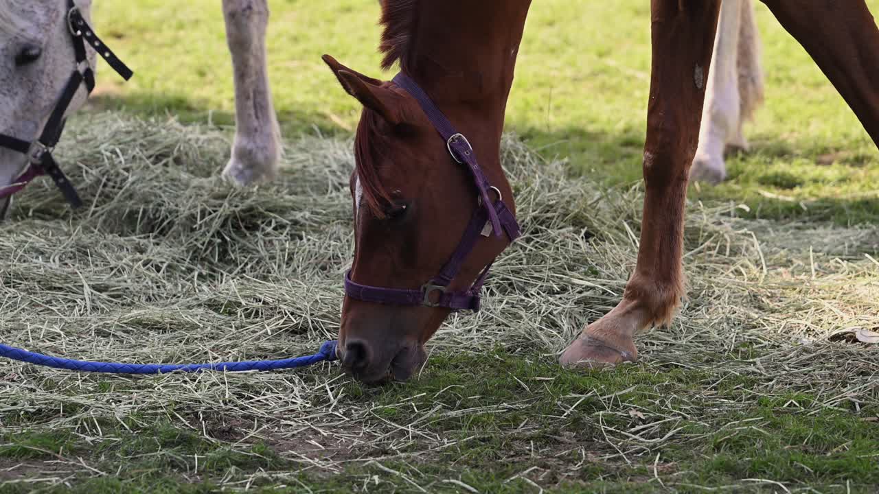 En hest græsser fredeligt ved International Endurance Village i UAE