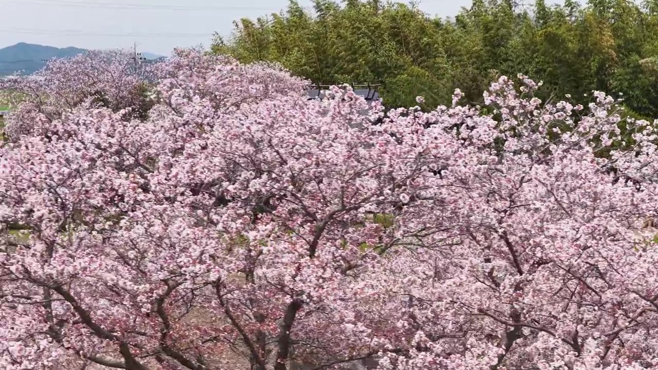 Ciliegi in fiore circondano un tradizionale tempio giapponese in un paesaggio primaverile, con una veduta aerea media di ambientazione.