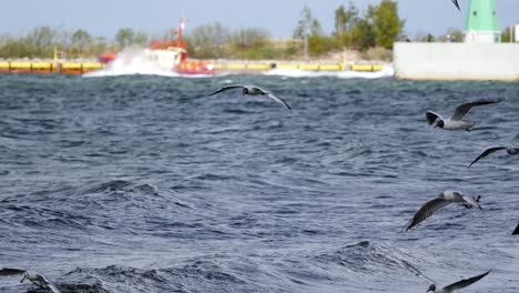 seagulls flying against the wind over sea waves