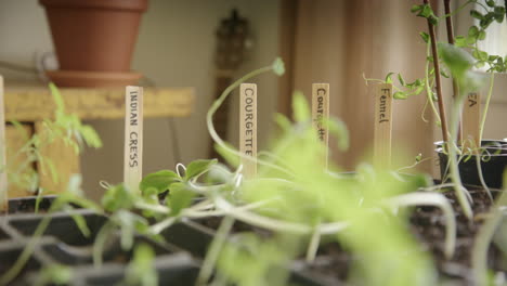 germinating vegetables at home during pandemic, micro greens, tracking right