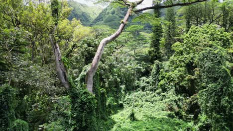 subiendo a través de los árboles hawaianos, oahu, hawai