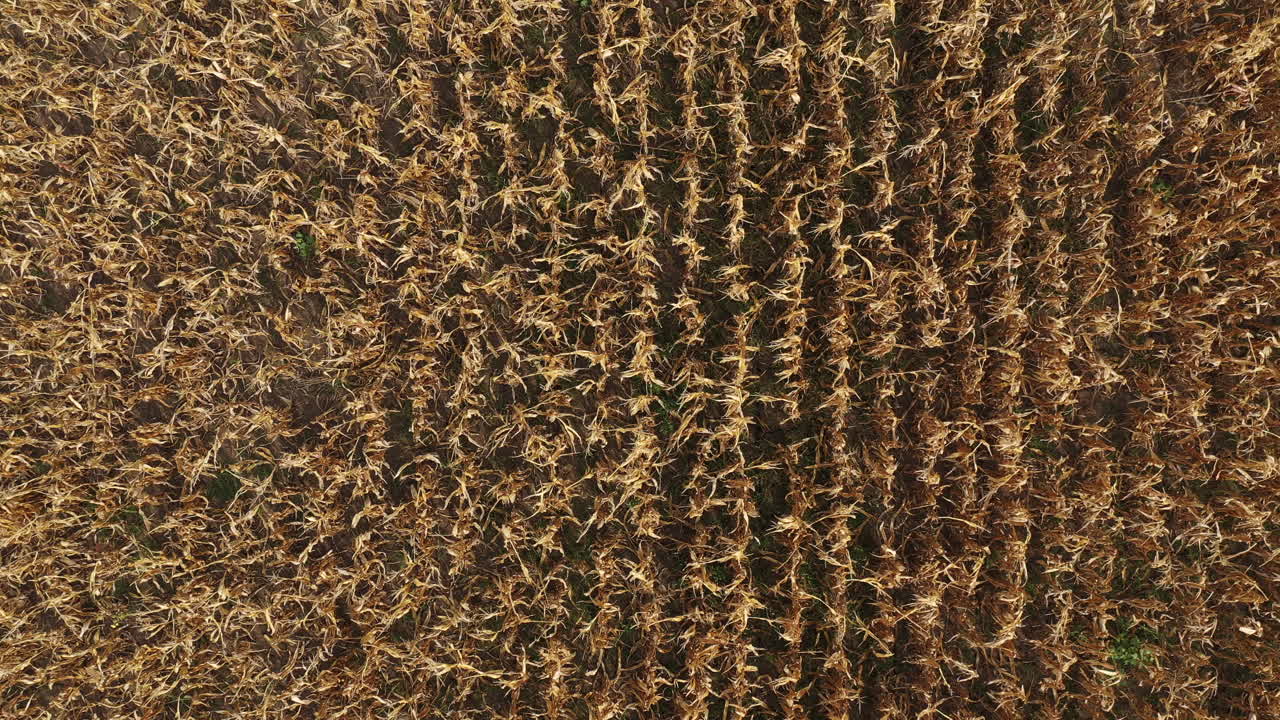 plantación de maíz desde el pov drone