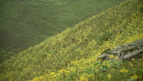 Un-Pájaro-Solitario-Descansando-En-Un-Campo-De-Margaritas-Amarillas-En-La-Ladera-De-Una-Colina-En-Lomas-De-Manzano,-Pachacamac,-Lima,-Perú