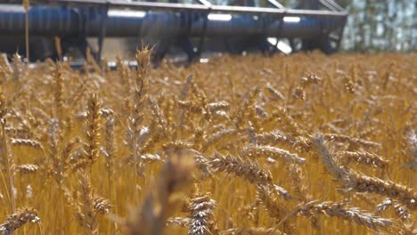 wheat field ready for harvest