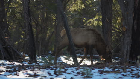 alces salvajes caminando entre árboles en el campamento de mather