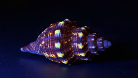 exploring the intricate patterns and textures of a beautifully illuminated seashell against a dark background in a captivating micro photography perspective