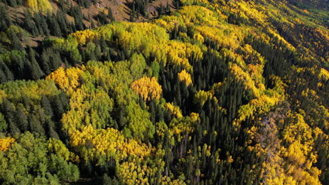 Aerial-View-of-Beautiful-Autumn-Foliage,-Aspen-and-Conifer-Forest-in-Yellow-Green-Colors,-Drone-Shot