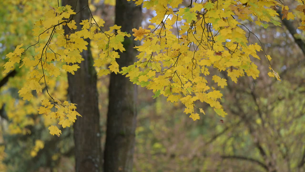 Close-up of golden maple leaves in quiet autumn forest