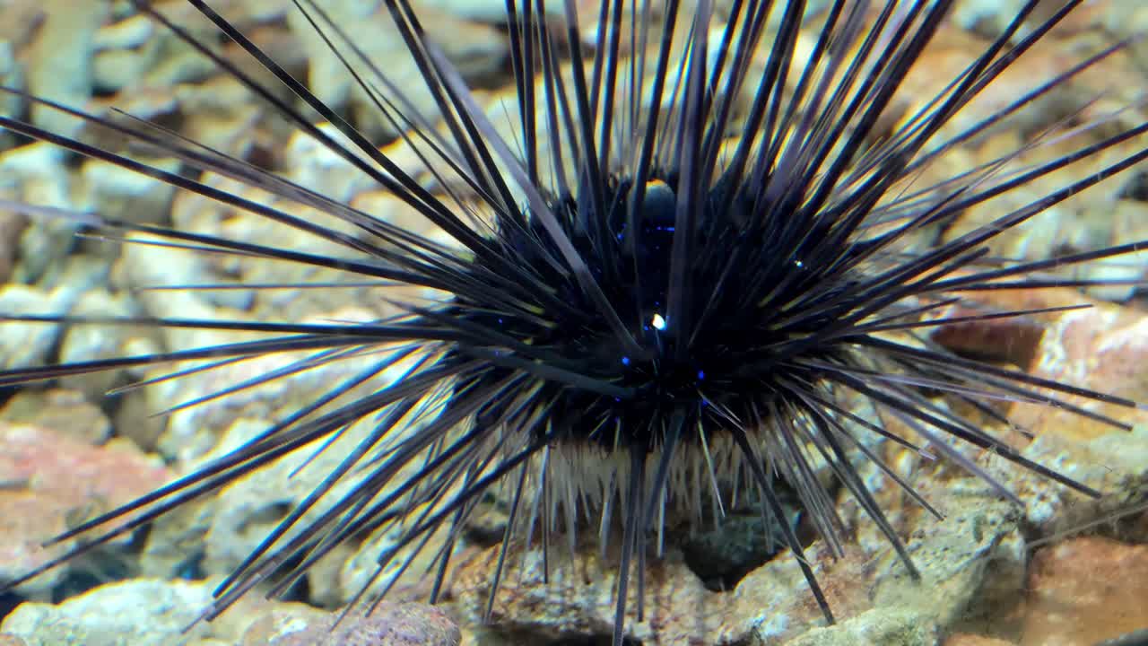 Scopri l'affascinante mondo degli ricci di mare neri nel loro vivace habitat sottomarino.