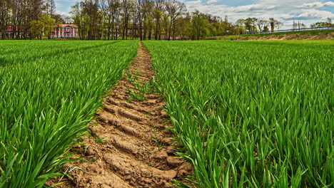 paisaje rural con huellas de neumáticos en medio de un campo de hierba cultivada