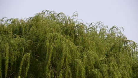 canopy of weeping willow tree with drooping branches blowing in wind