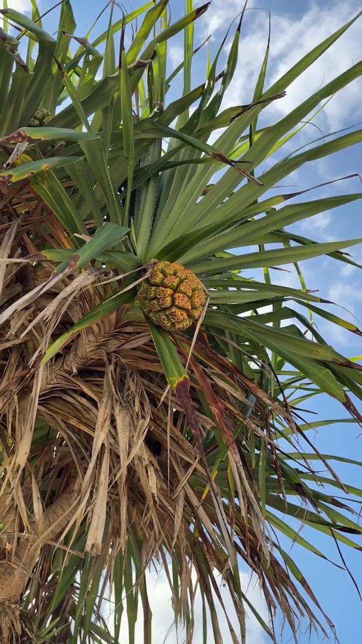 Primo piano di un frutto di pandano che cresce su un albero tropicale contro il cielo blu