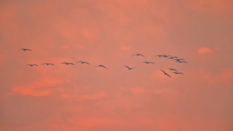 Flock-of-birds-Flying-in-Sunrise