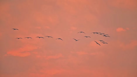 bandada de pájaros volando al amanecer