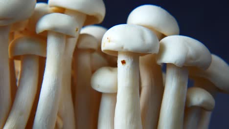 close-up of white mushrooms