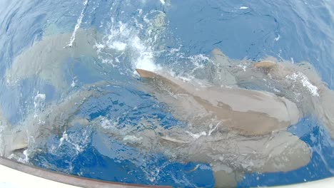 lemon sharks fighting for food at water's surface slow motion