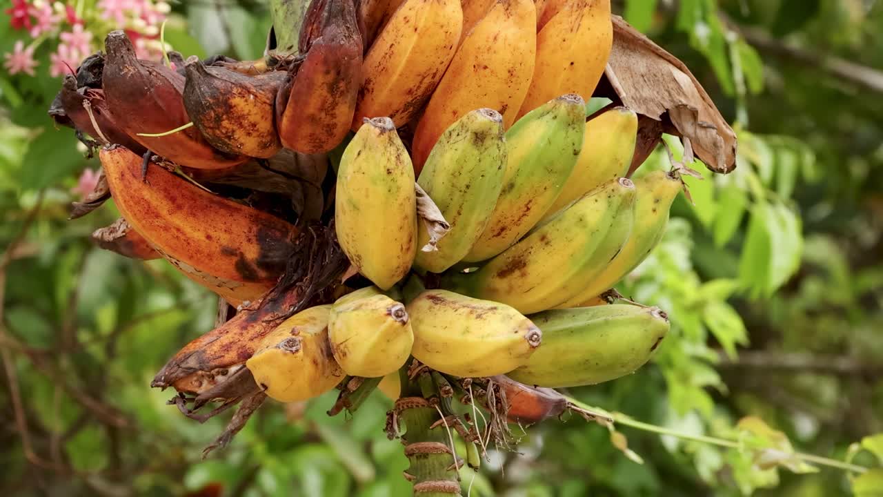 primer plano de plátanos silvestres que crecen en una exuberante jungla de phuket, capturados con iluminación natural y colores vibrantes