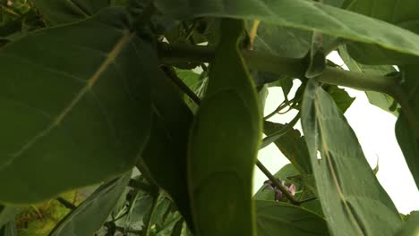 imagen descendente vertical de las plantas de calotropis procera en bali, indonesia, en las colinas de teletubbie en la isla de nusa penida con hojas y brotes grandes
