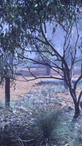 natural landscape with eucalyptus trees in misty atmosphere at dawn