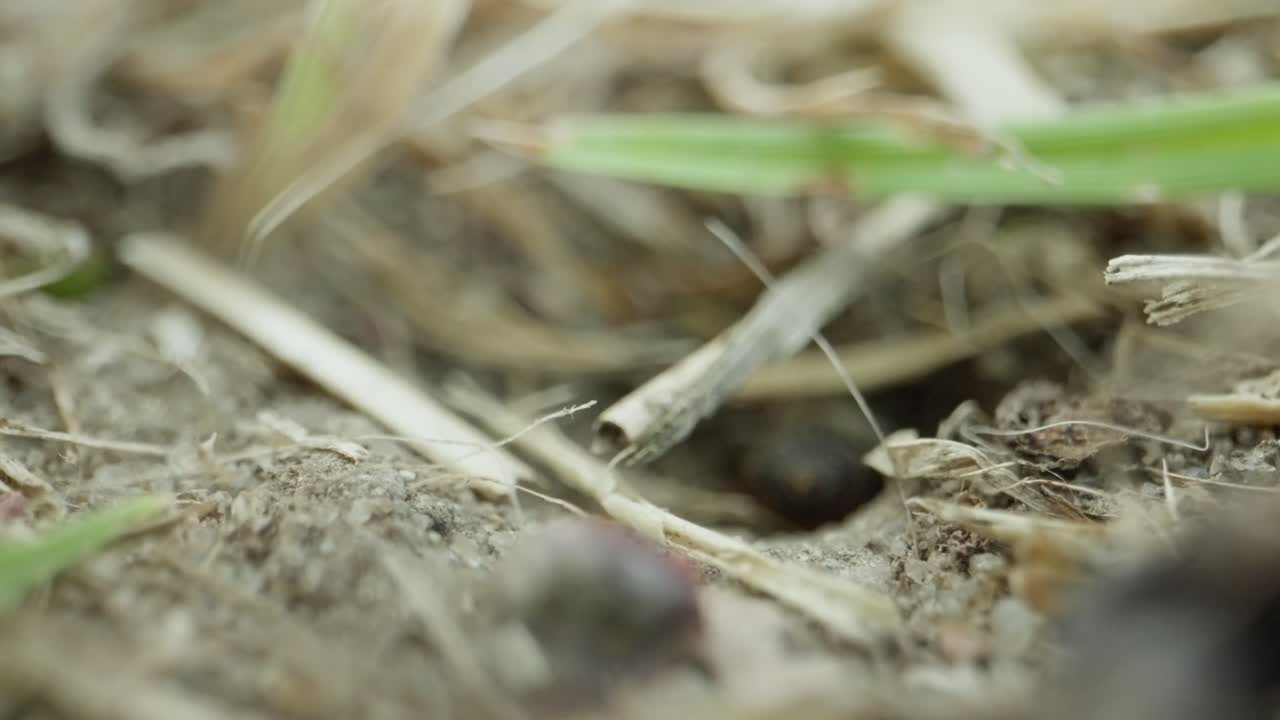 Black garden ant moves swiftly over mossy ground, slow motion reveals segmented movement