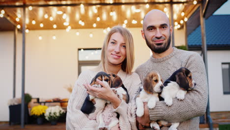 una pareja caucásica de mediana edad se encuentra contra el fondo de su casa, sosteniendo muchos cachorros de beagle en sus manos
