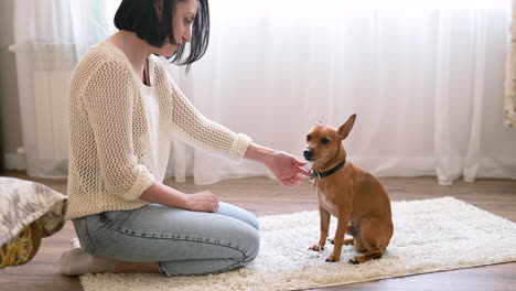 Brunette-Woman-Kneeling-On-The-Carpet-On-The-Living-Room-Floor,-Her-Dog-Licks-Her-Hand