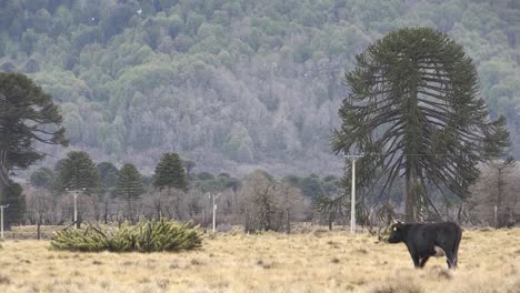 Vacas-En-Una-Granja,-Al-Sur-De-Chile