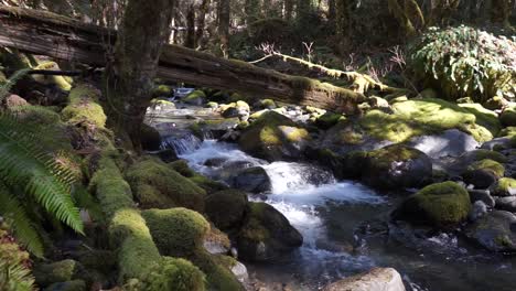 water flowing over rocks covered by moss in the forest of the olympic national forest