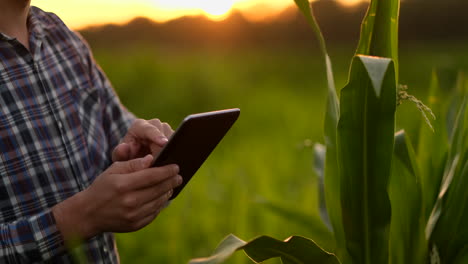 Der-Landwirt-Der-Zukunft-Nutzt-Einen-Tablet-Computer,-Um-Maisplantagen-Zu-Verwalten,-Die-Pflanzenqualität-Zu-überwachen-Und-Den-Boden-Zu-Analysieren,-Um-Pflanzen-Zu-Gießen-Und-Zu-Düngen,-Die-Bei-Sonnenuntergang-Auf-Dem-Feld-Stehen.