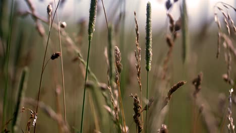 nature meadow reed close up