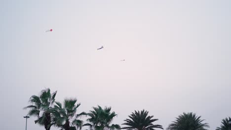 kites in the sky above palm trees