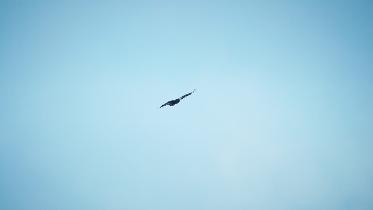 맑고 푸른 하늘을 나는 어린 대머리 독수리