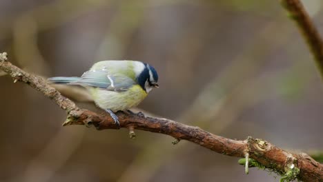 eurasian blue tit perched on a branch and flies off