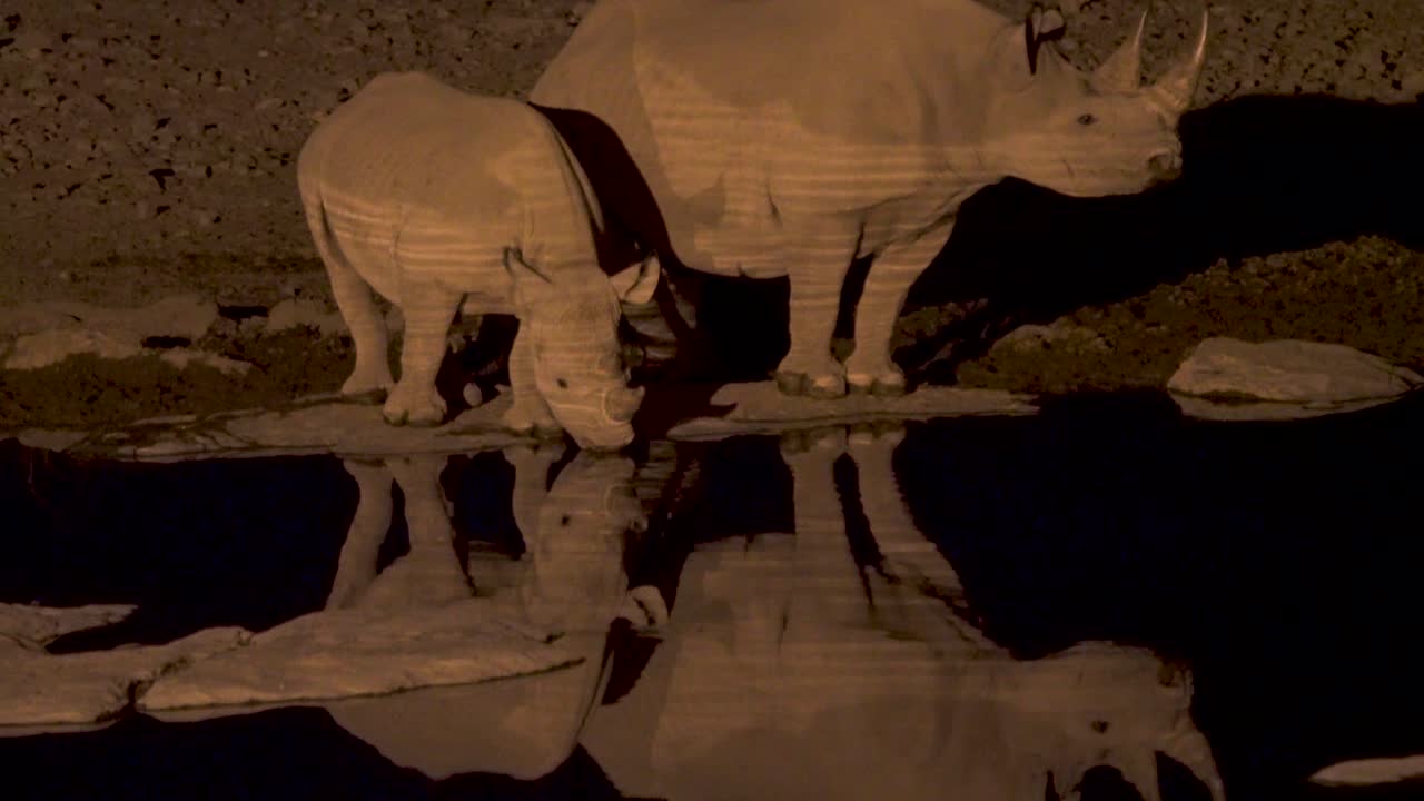 African Rhinos at Night Drinking from a Watering Hole in Namibia