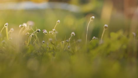 Beautiful-meadow-field-with-fresh-grass-and-flowers-on-sunny-day