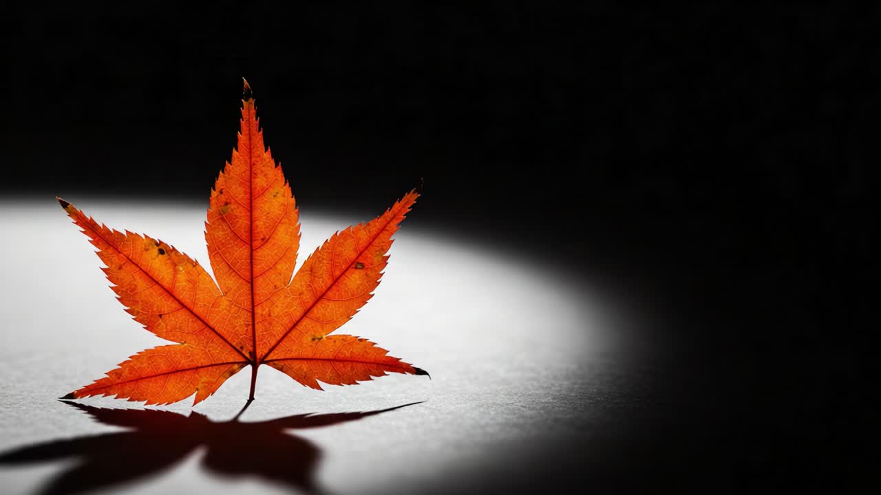 A Stunning Close-Up of a Vibrant Autumn Maple Leaf Illuminated Against a Dark Background, Showcasing the Beauty of Nature's Seasonal Changes and Detail