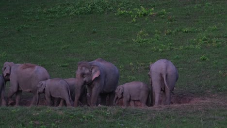 Pushing-each-other-and-walking-out-left-side-of-the-frame-leaving-two-individuals-in-the-salt-lick,-three-calves-came-back-in-the-frame,-Indian-Elephant-Elephas-maximus-indicus,-Thailand