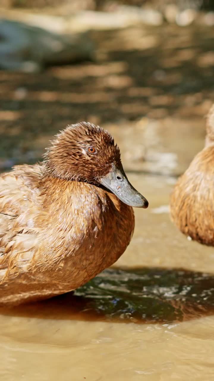 Anatra marrone che sguazza e si liscia nell'acqua fangosa